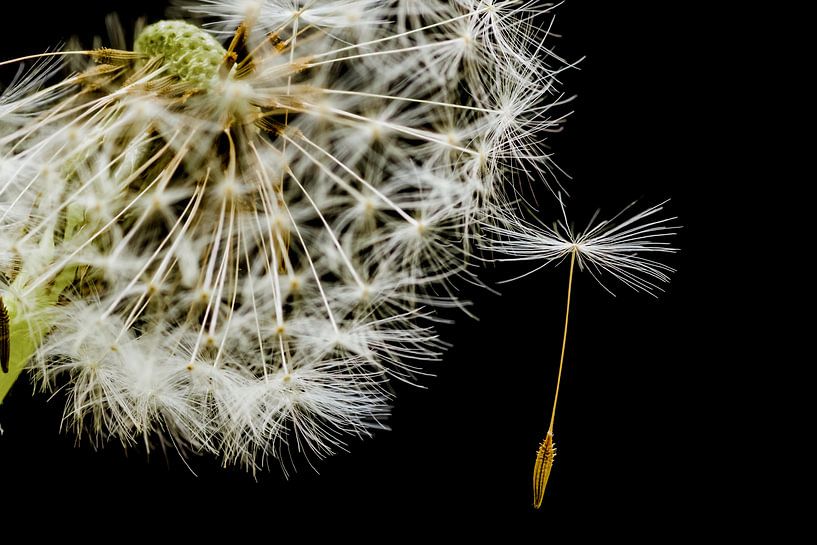 Hang on van Joost Lagerweij
