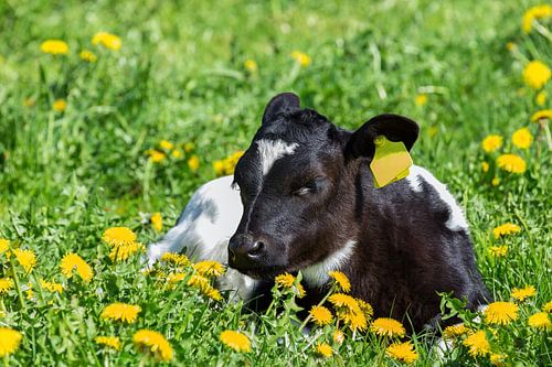 Newborn black and white calf lying in meadow with blooming yellow dandelions in spring