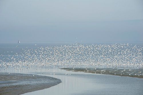 A flock avocets