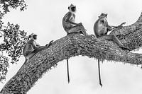 Les Trois Singes