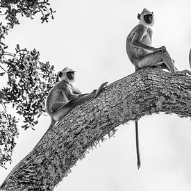 Die Drei Affen, Schwarz Weiß von Ralph Bibus