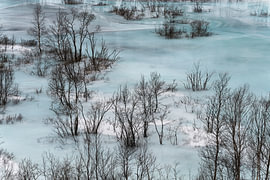 Paysage hivernal paisible en Norvège - Paysage glacial parsemé d'arbres sur Nanda Bussers