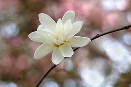 MAGNOLIA