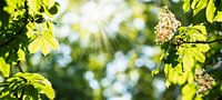 Kastanie im Frühling