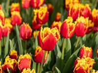 Raffled tulip