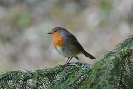 Vogel by Yannick Wemmenhove