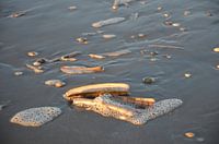 Schelpen, aangespoeld op het strand