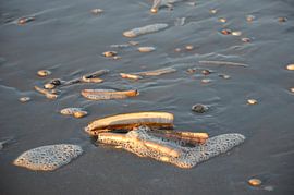 Schelpen, aangespoeld op het strand by Op Het Strand