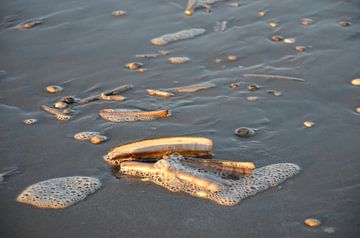 Schelpen, aangespoeld op het strand van Op Het Strand