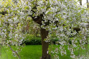 Onder de bloesem sur Bernardine de Laat