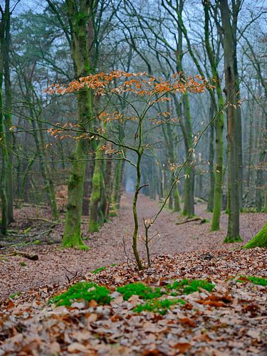 Ein kleiner Buchenbaum vor einer Allee von Gerard de Zwaan