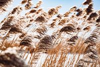 Natuurlijke deining van riet