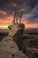 CheetahPeek