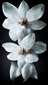 Stilleben mit weißen Blumen
