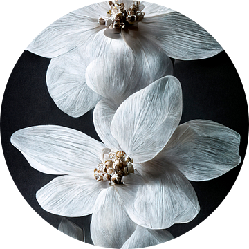 Stilleven met witte bloemen van Maarten Knops
