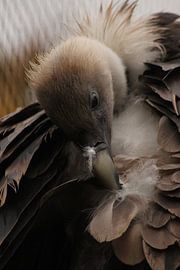 Gänsegeier von Maya Schoeber