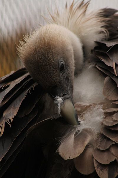 griffon vulture by Maya Schoeber