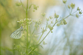 Pieris napi parmi les corydales sur Moetwil en van Dijk - Fotografie landschappen - natuur