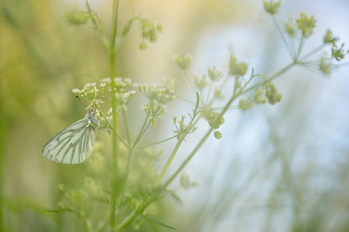 Small White (Pieris napi) amongst the cow parsley by Moetwil en van Dijk - Fotografie landschappen - natuur