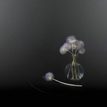 So dutch .  Minimalistisch stilleven met paardebloemen in B&W. van Saskia Dingemans Awarded Photographer