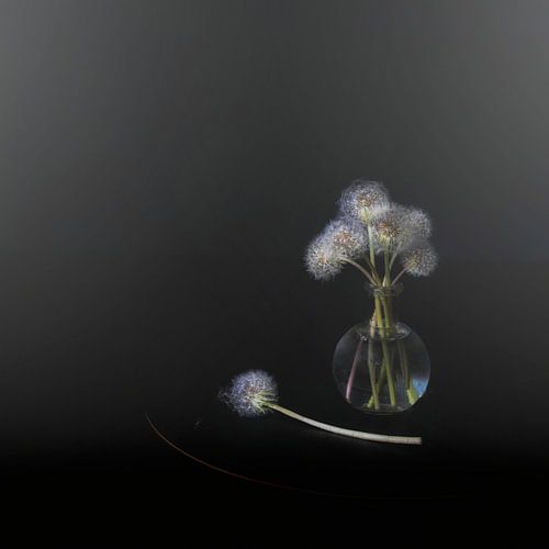 Tellement hollandais.  Nature morte minimaliste avec tulipe rouge.