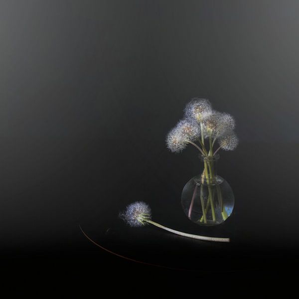 So dutch .  Minimalistic still life with red tulip. by Saskia Dingemans Awarded Photographer