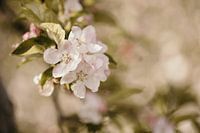 Apple Blossom