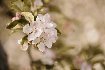 Apple Blossom by Caar Fotografie