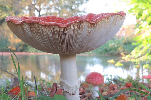 Rood met witte stippen