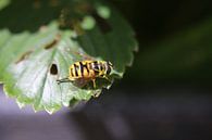 Close-up van wesp op blad van Paul Franke thumbnail