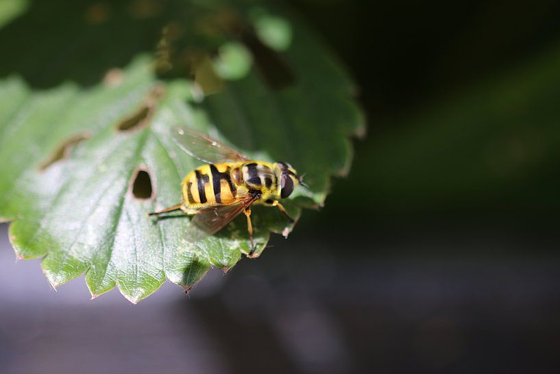 Close-up van wesp op blad van Paul Franke