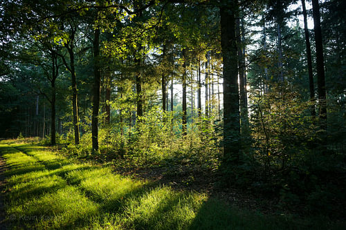 Drentse bossen