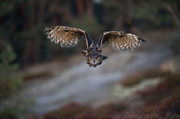 Eagle Owl (Bubo bubo) in hunting flight, frontal view, open wings, bright orange eyes, eye-contact.
