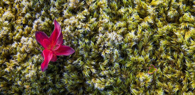 Lonely beauty von Rudy De Maeyer