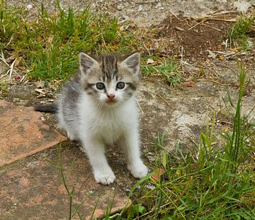 Jonge kat, kitten, poes,  van Rene van der Meer