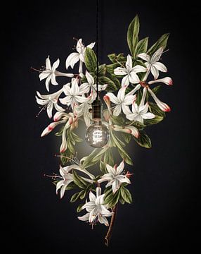 Illuminated Art - The Flowering Azalea by Marja van den Hurk