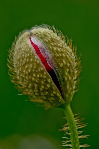 poppy bud