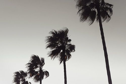 Palm_004
