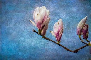 Magnolia Blütenknospen sind auf dem Stand