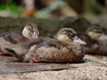 Resting ducklings