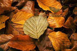 Herbstflieder von lydia versluis