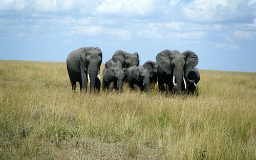 Elephants Masai Mara Kenya