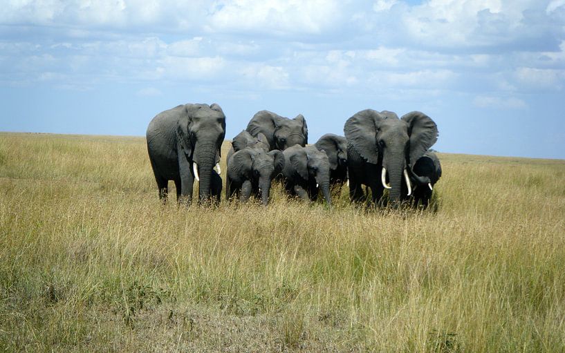 Olifanten Masai Mara Kenia van Gerrit  De Vries