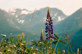 Blumen in den Bergen von Pascal Deckarm