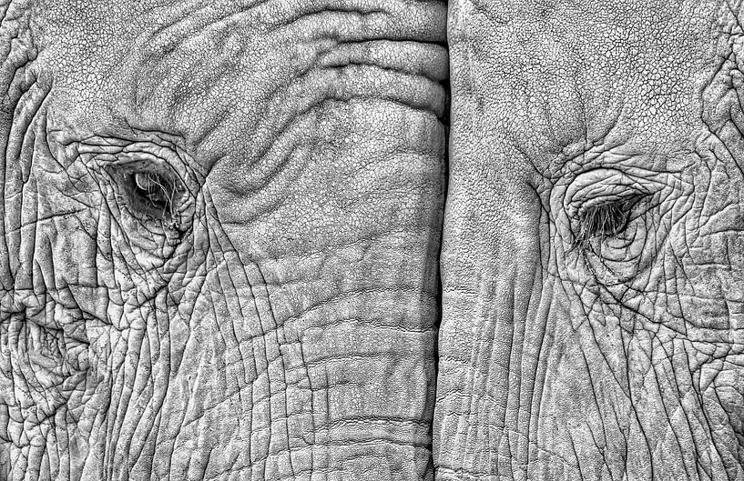 Deux éléphants par Juan Luis Duran