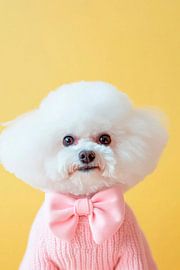 Bichon Frise von Poster Art Shop