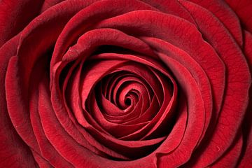 Rote Rose von Thomas Marx
