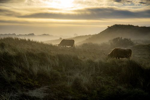 Ochtend in natuurgebied Berkheide