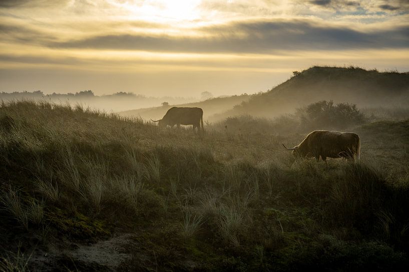 Morning in nature reserve Berkheide by Dirk van Egmond