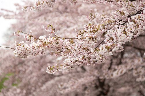 bloemen in Kopenhagen | Bloesemboom